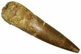 Fossil Plesiosaur (Zarafasaura) Tooth - Morocco #369971-1